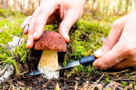 Как собирать грибы осенью? Советы и рекомендации для грибников